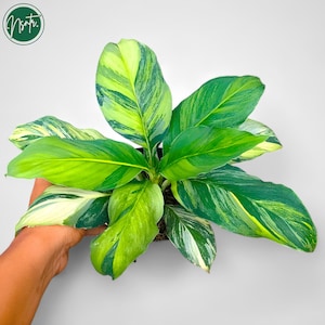 Spathiphyllum Sensation Aurea Variegated Rare Uniqe Plant