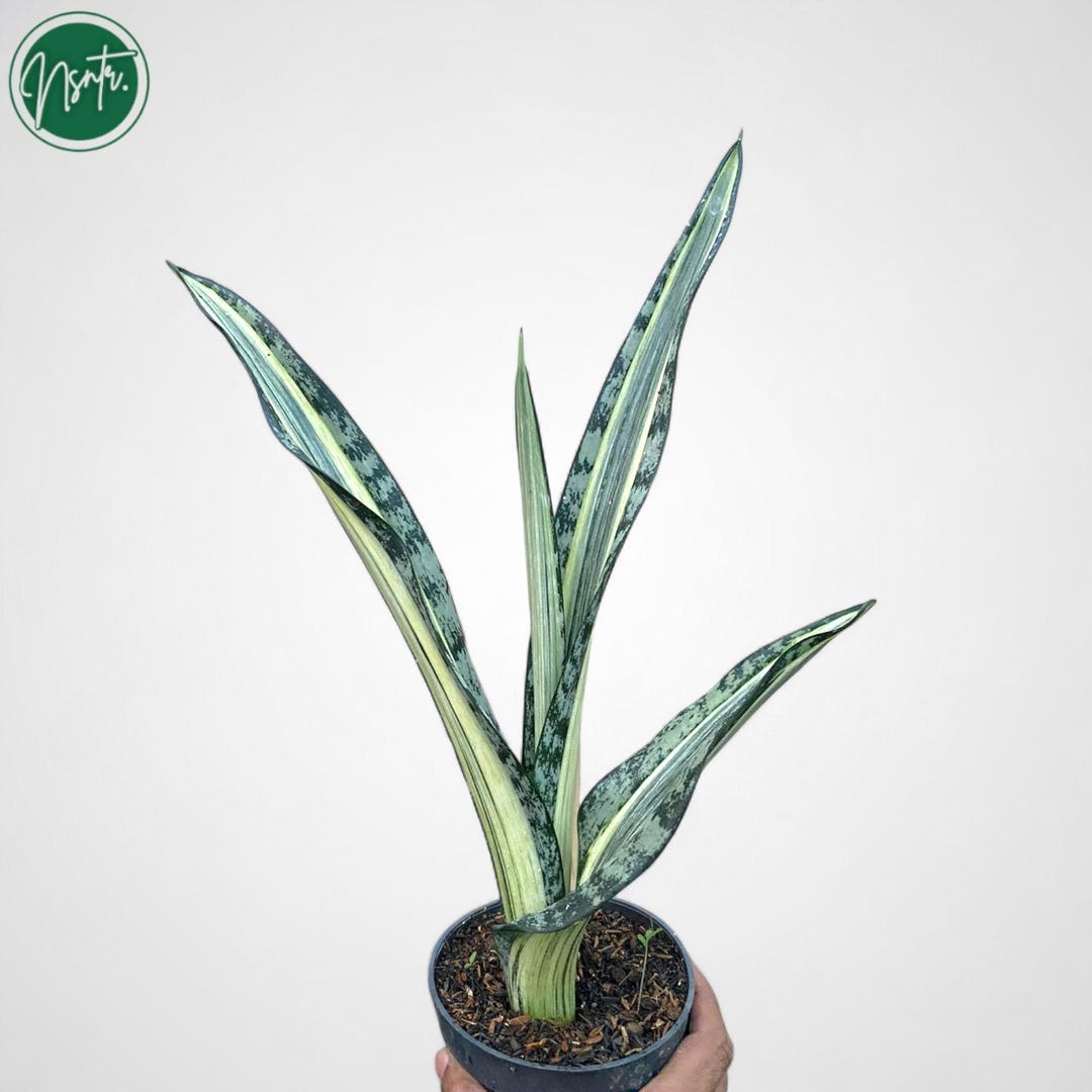 Sansevieria Bantel Batik Rare Uniqe Snake Plant - Etsy