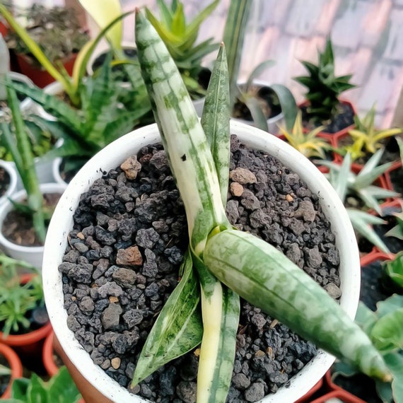 Sansevieria Boncel White Variegated Rare Uniqe Snake Plant - Etsy