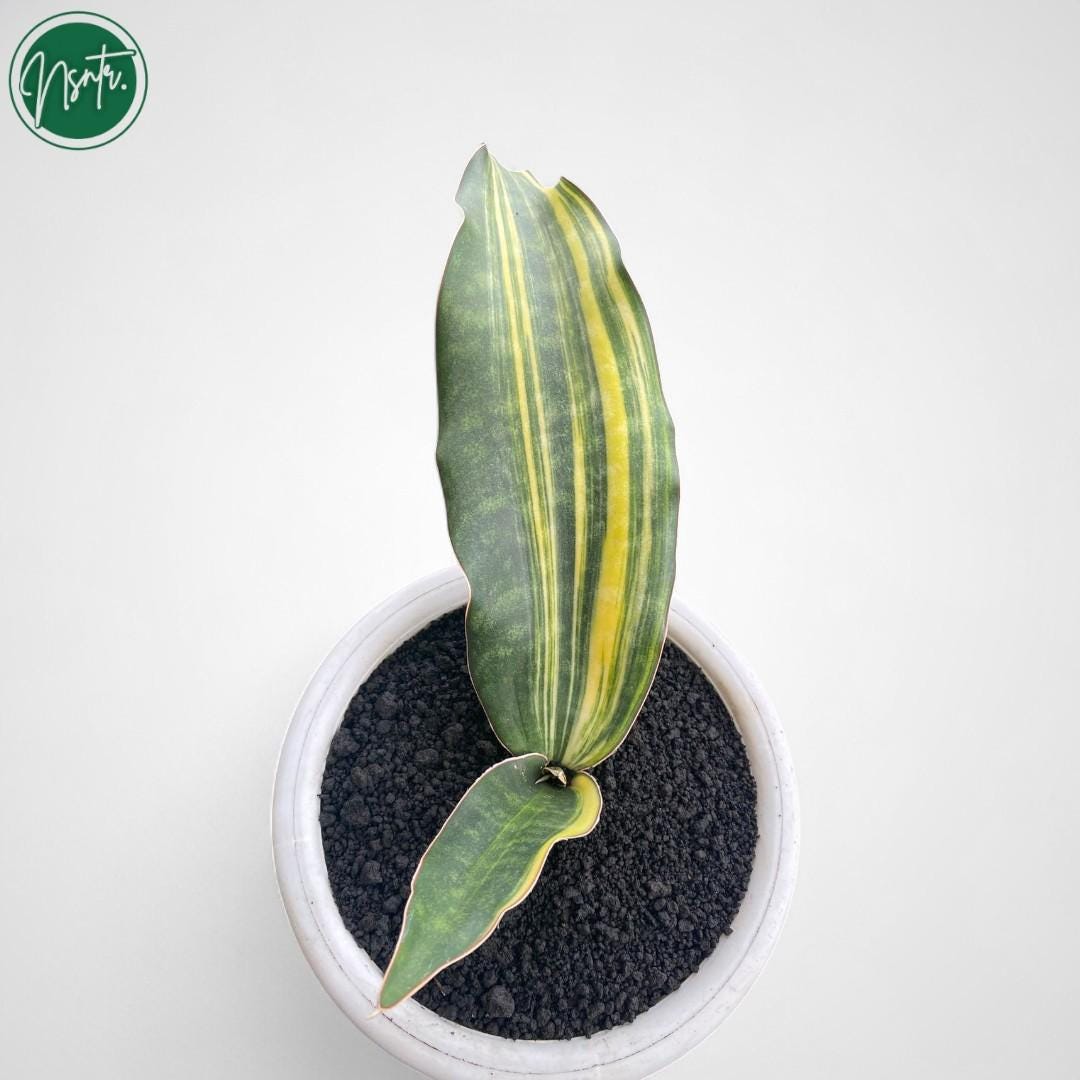 Sansevieria Kirkii Coral Blue Variegated Rare Uniqe Snake Plant - Etsy