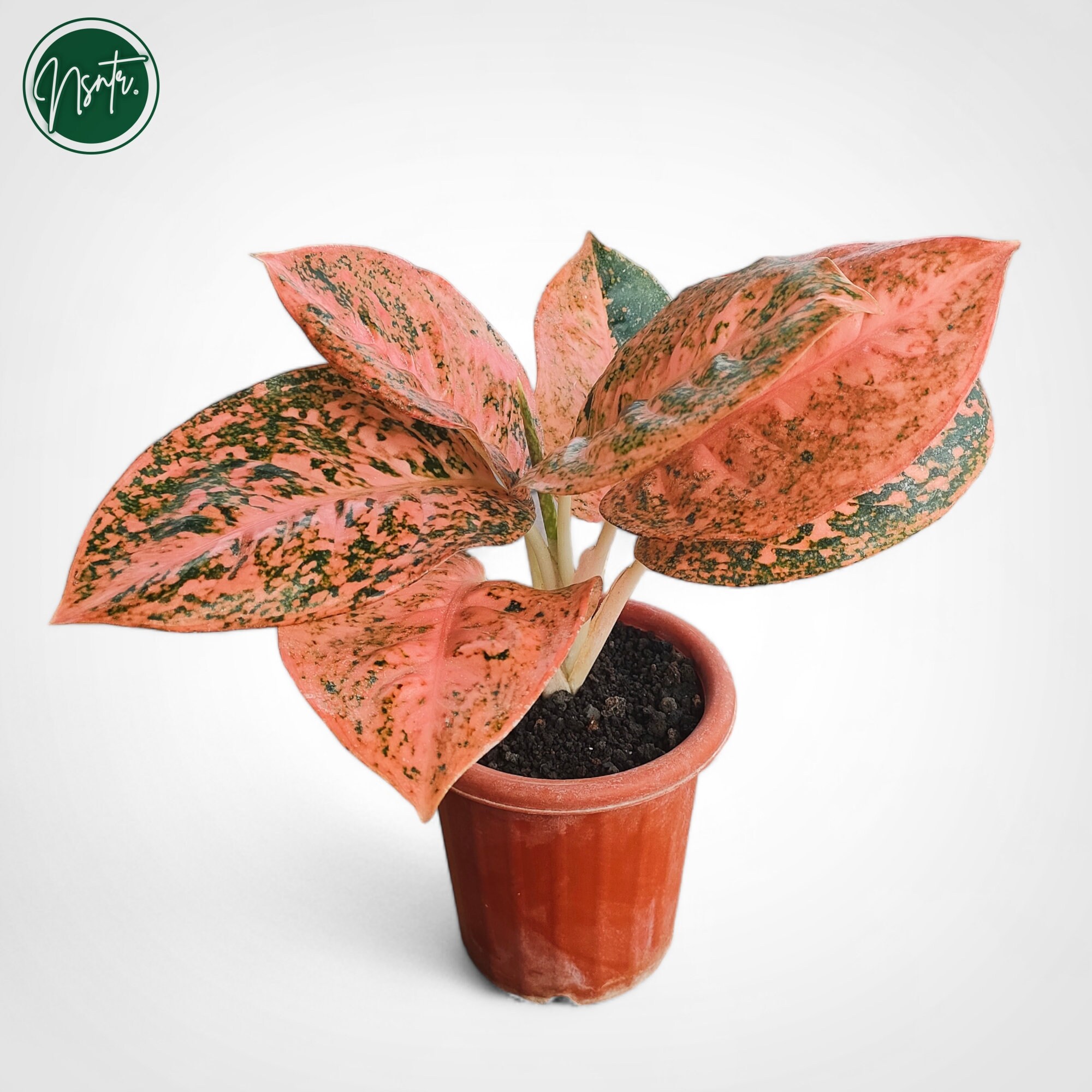 Aglaonema Stardust Orange Rare Uniqe Plant - Etsy Canada