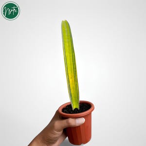Sansevieria Erythraeae - Etsy Canada