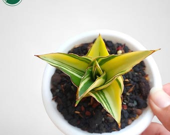 サンセベリア ハイブリッドタワー 斑入り 希少 ユニーク サンセベリア