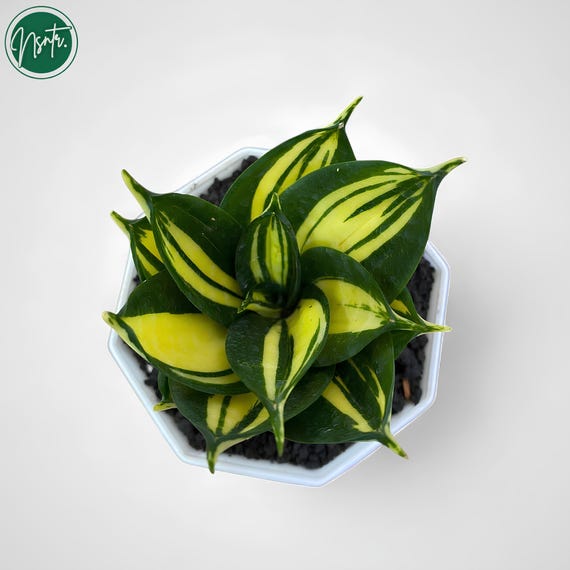 ご*ん様 ③ 【極上SSS級】 サンスベリア　タワー　斑入り　インドネシア輸入株 Sansevieria 'Tower Variegated' サンスベリア・タワー 斑入り | Pay ID