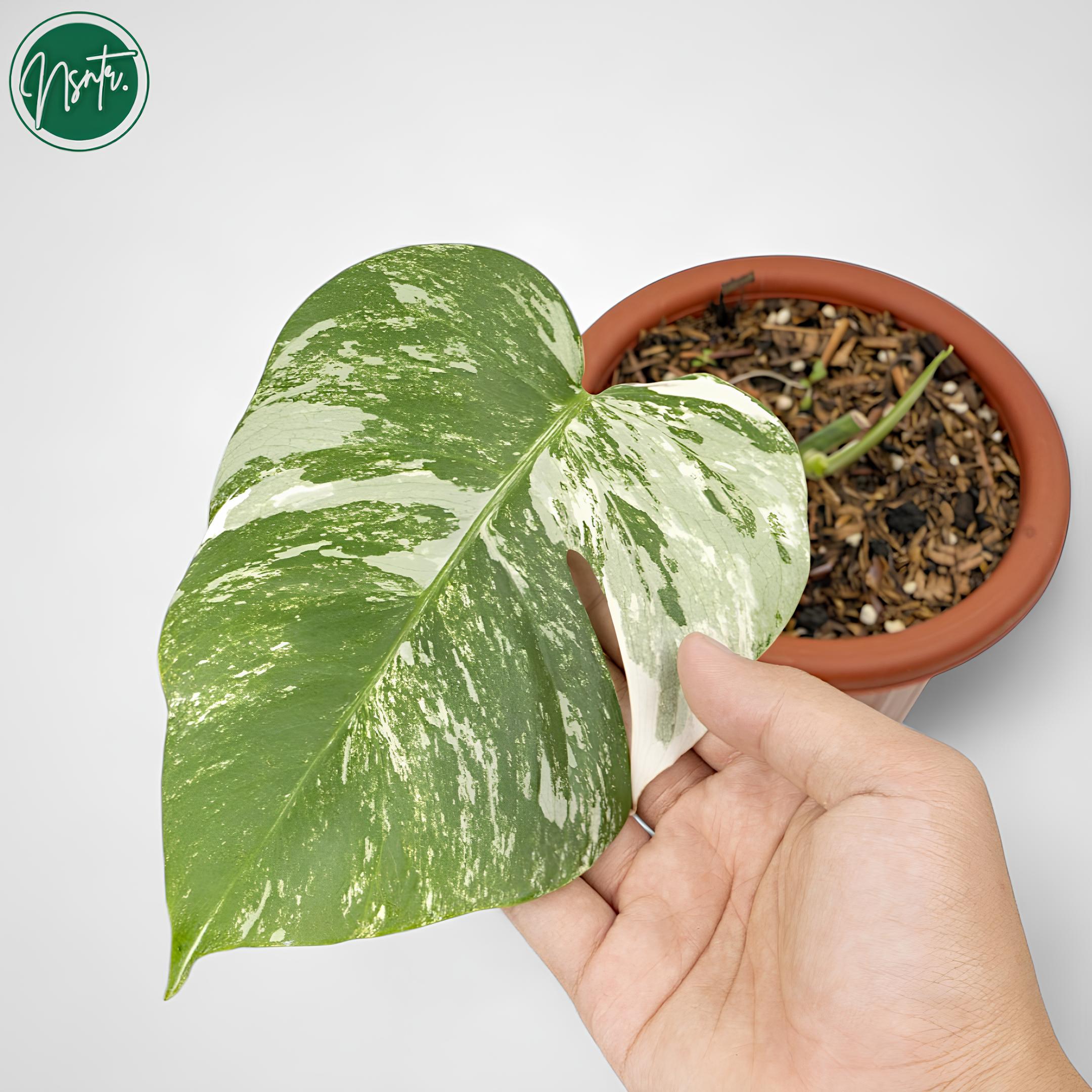 philodendron white fusion Calathea White Fusion (2–4 inch plant) main image 0