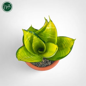 May include: A potted green and yellow snake plant with striped leaves in a terracotta pot.