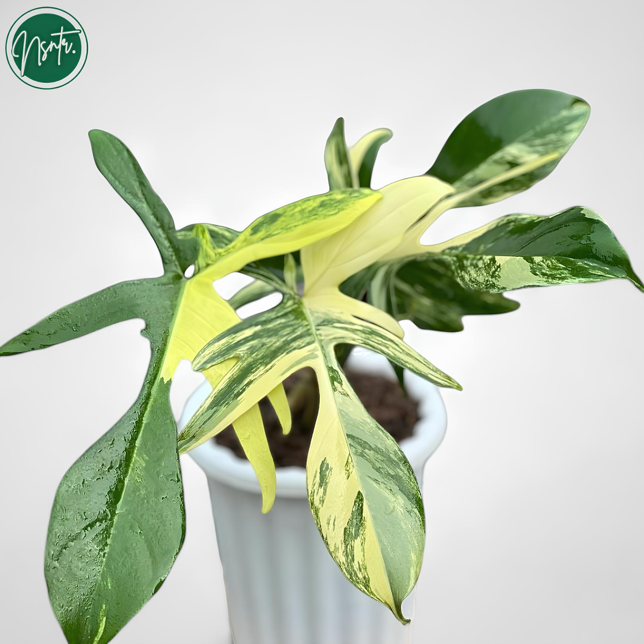 フィロデンドロン フロリダ ビューティー 斑入り 希少 ユニーク