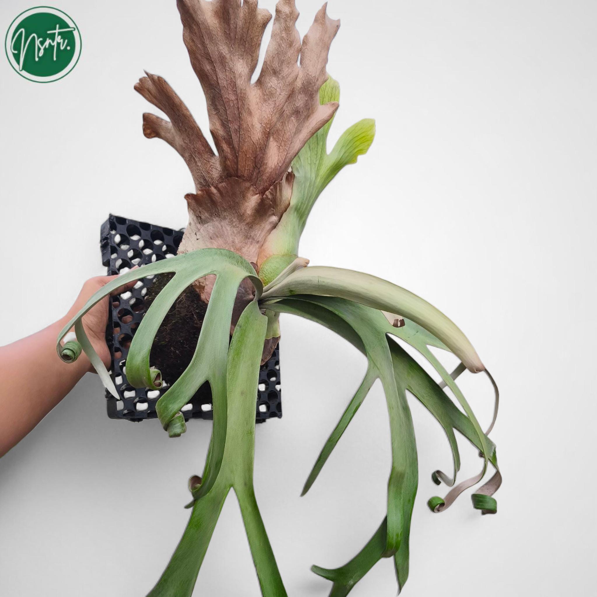 Musa florida variegated - Etsy 日本