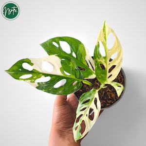 velvet philodendron Philodendron Gloriosum (Creeping Velvet Philodendron) main image 1