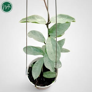 Hoya Carnosa Nova Ghost Rare Uniqe Jungle Plant