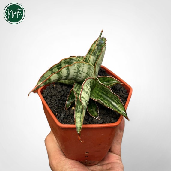 Sansevieria Lady Gaga Rare Uniqe Snake Plant - Etsy
