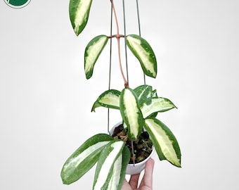 その他観葉植物 Hoya Glabra Alex Glabra Alex (hoya) / Phyto Cer. (random) - Etsy