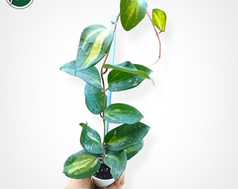 Hoya Latifolia Silver - Etsy Canada