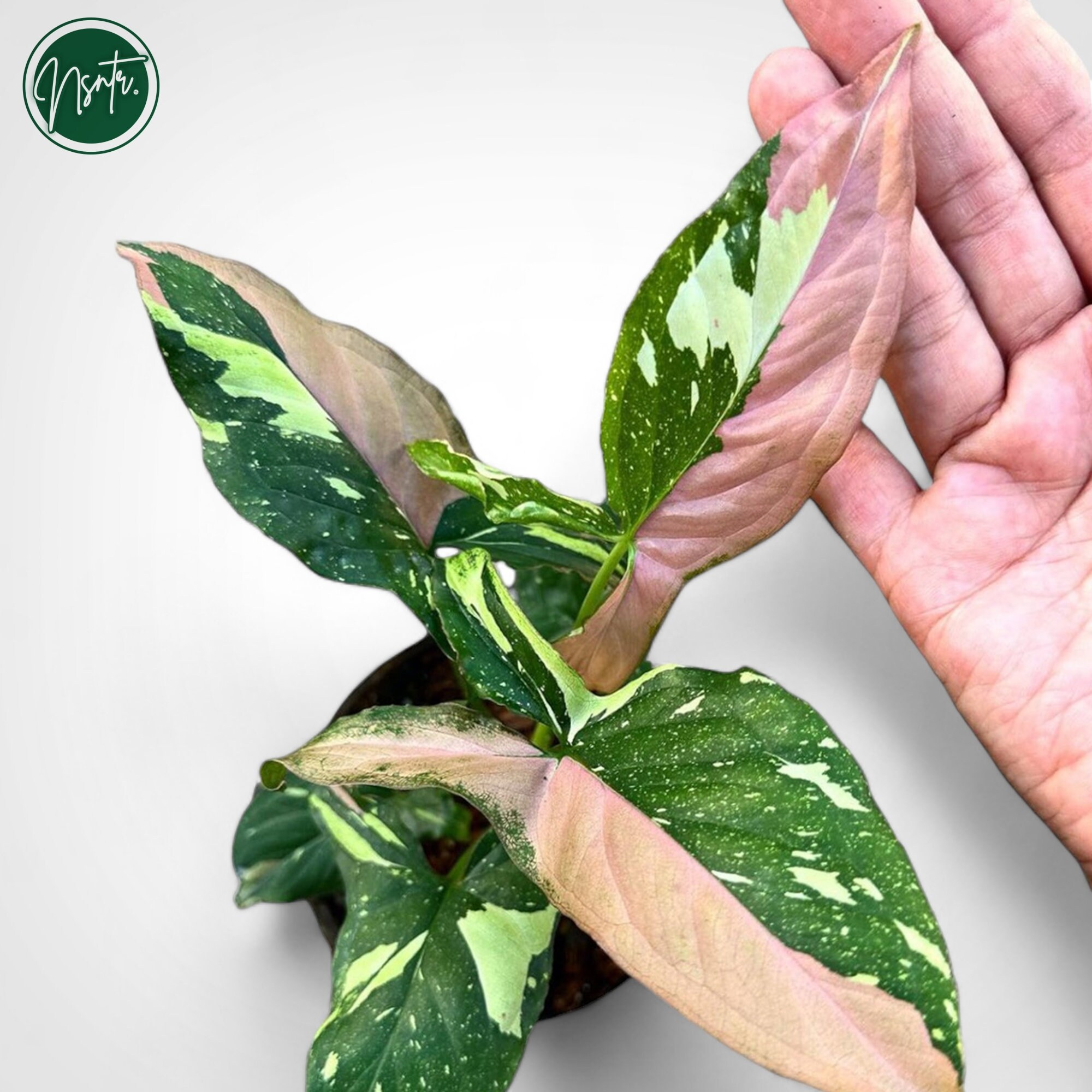 シンゴニウム レッドスポット トリコロール 斑入り 珍しいユニークな