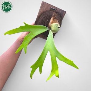 Puede incluir: Un helecho cuerno de ciervo montado en una placa de madera. El helecho presenta frondas grandes y verdes brillantes con formas distintivas de cuerno de ciervo. La placa tiene una superficie marrón oscura texturizada y un gancho de metal para colgar.