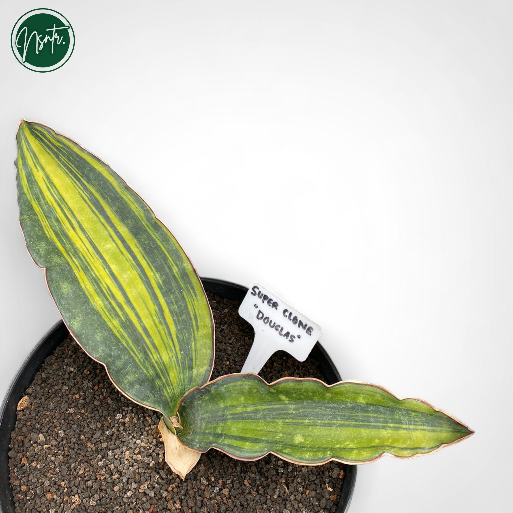 Sansevieria dark green clone var (dgc斑入) Sansevieria dark green clone var (dgc斑入)
