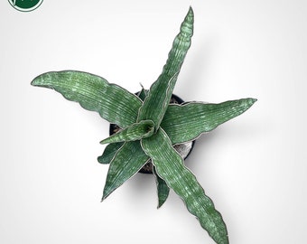 Sansevieria Hybrid Adelia Rare Uniqe Snake Plant