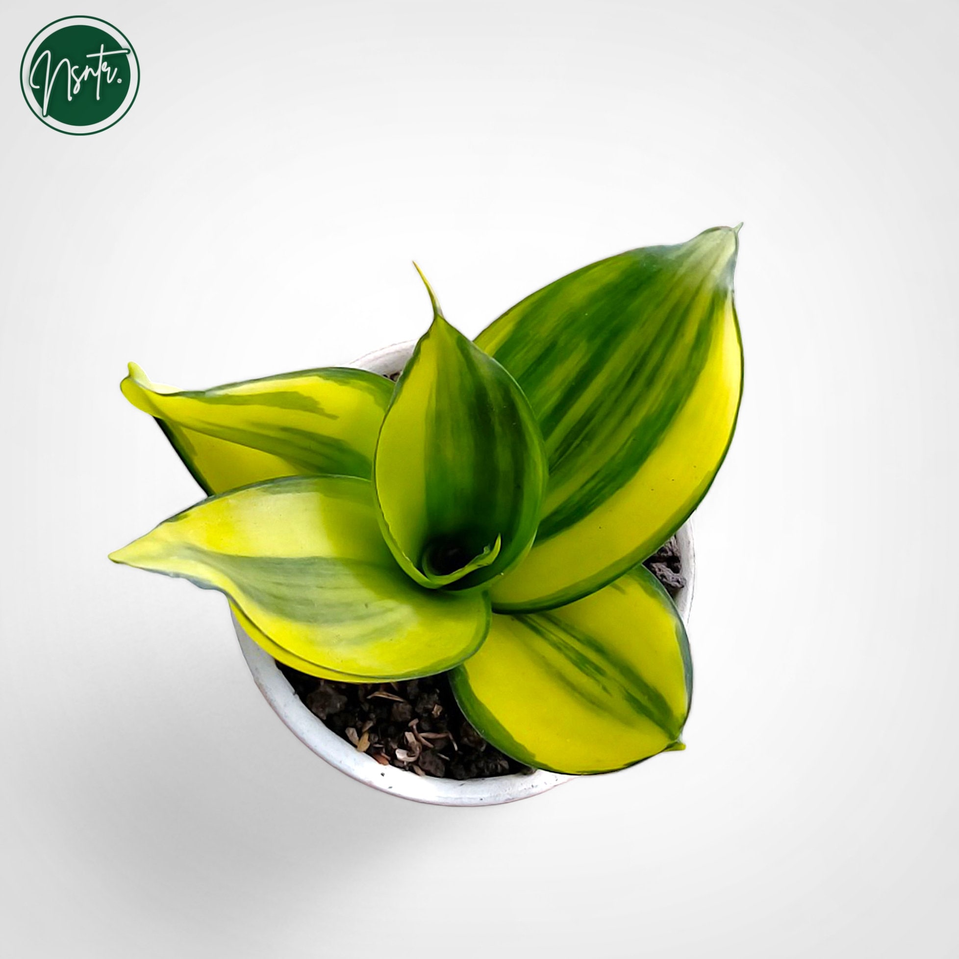 Sansevieria Green Mould Striata Variegated Rare Uniqe Snake Plant