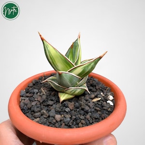 Könnte beinhalten: Eine kleine Sukkulentenpflanze in einem Terrakotta-Topf. Die Pflanze hat grüne und cremefarbene Blätter mit roten Rändern. Der Topf ist mit dunklem Vulkangestein gefüllt. Die Pflanze wird von einer Hand vor weißem Hintergrund gehalten. Ein grünes Logo befindet sich in der oberen linken Ecke.