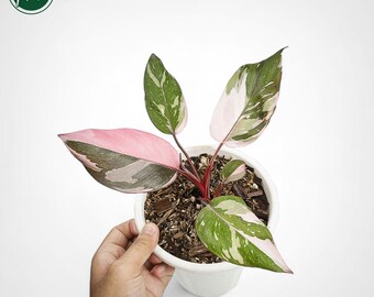Philodendron Pink Princess Marble Abigarrado Planta única y rara