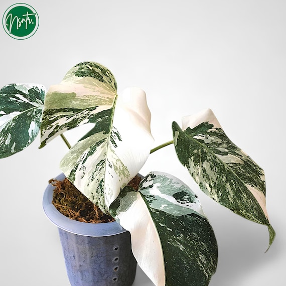 Monstera White Tiger Variegated Rare Plant - Etsy