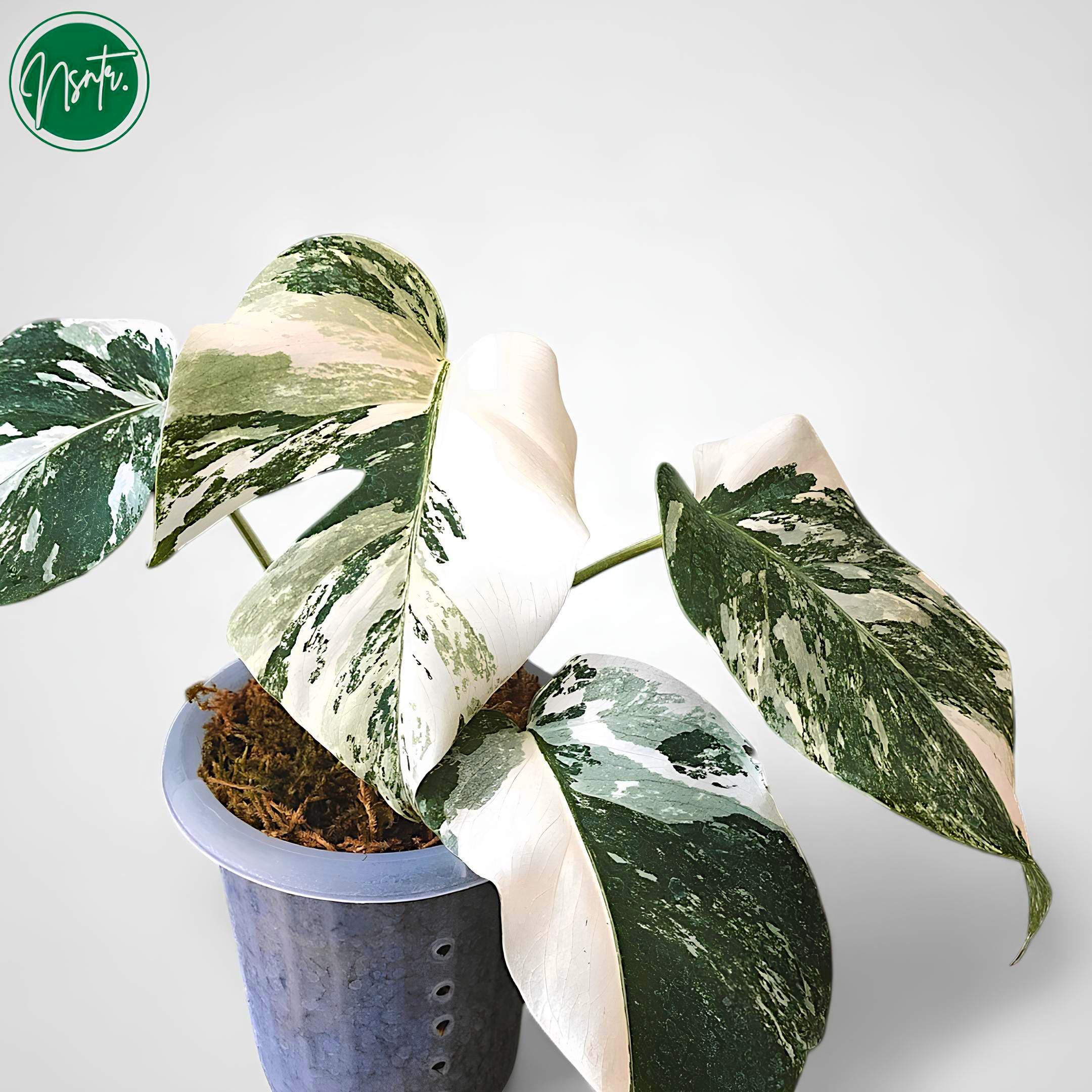 観葉植物　斑入り　モンステラ　ホワイトタイガー　白　レア　希少種 観葉植物 斑入り モンステラ ホワイトタイガー 白 レア 希少種