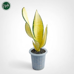 May include: A potted snake plant with yellow and green striped leaves. The plant is in a gray plastic pot.