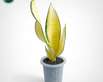 Sansevieria Futura Gold America Rare Uniqe Snake Plant