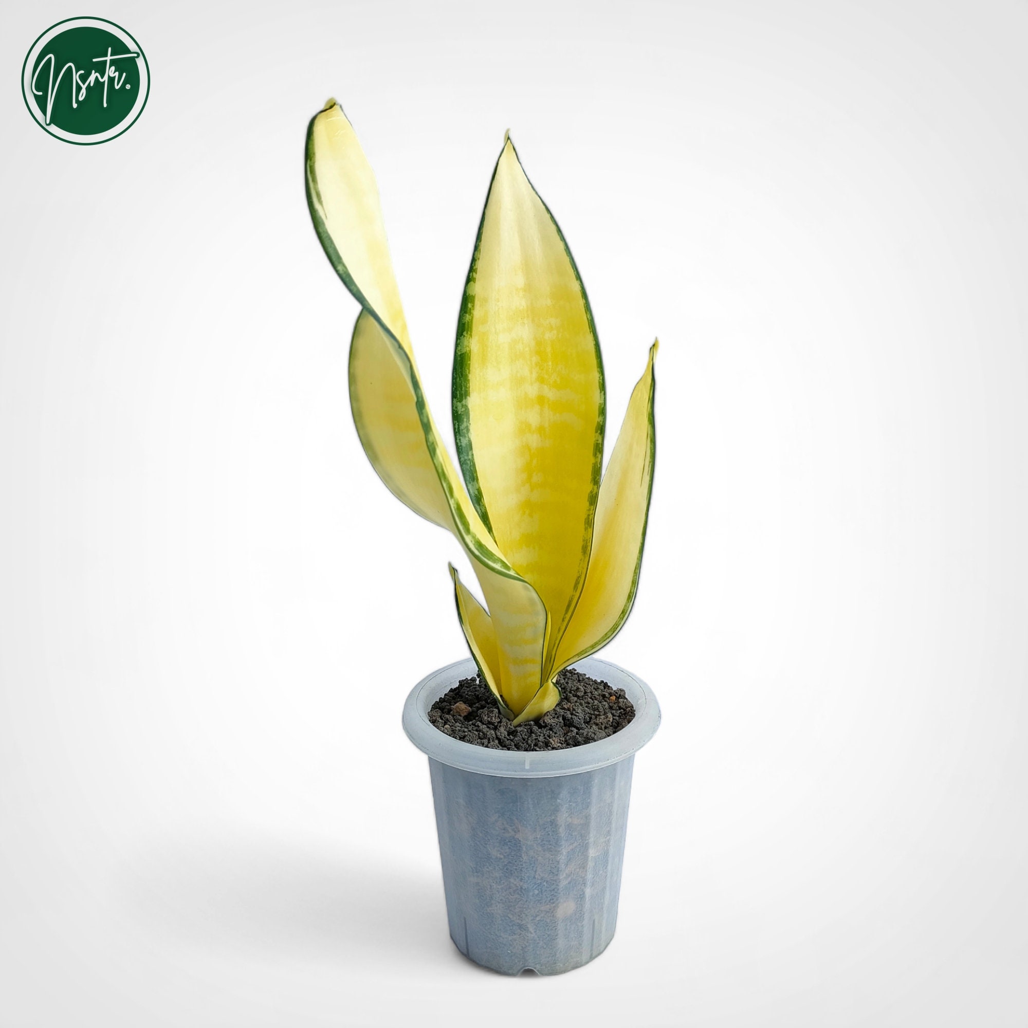 Sansevieria Futura Gold America Rare Uniqe Snake Plant - Etsy