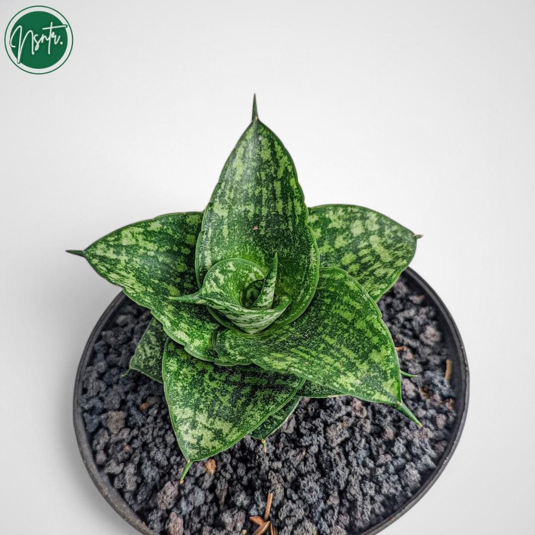 Mosar Sansevieria Hybrid Mosar Rare Uniqe Snake Plant - Etsy