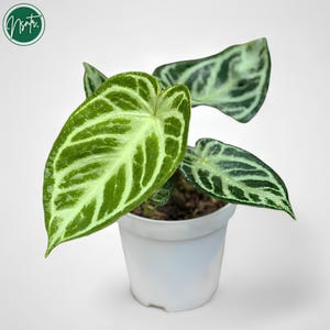 Anthurium silver blush - Etsy 日本 Anthurium silver blush - Etsy 日本