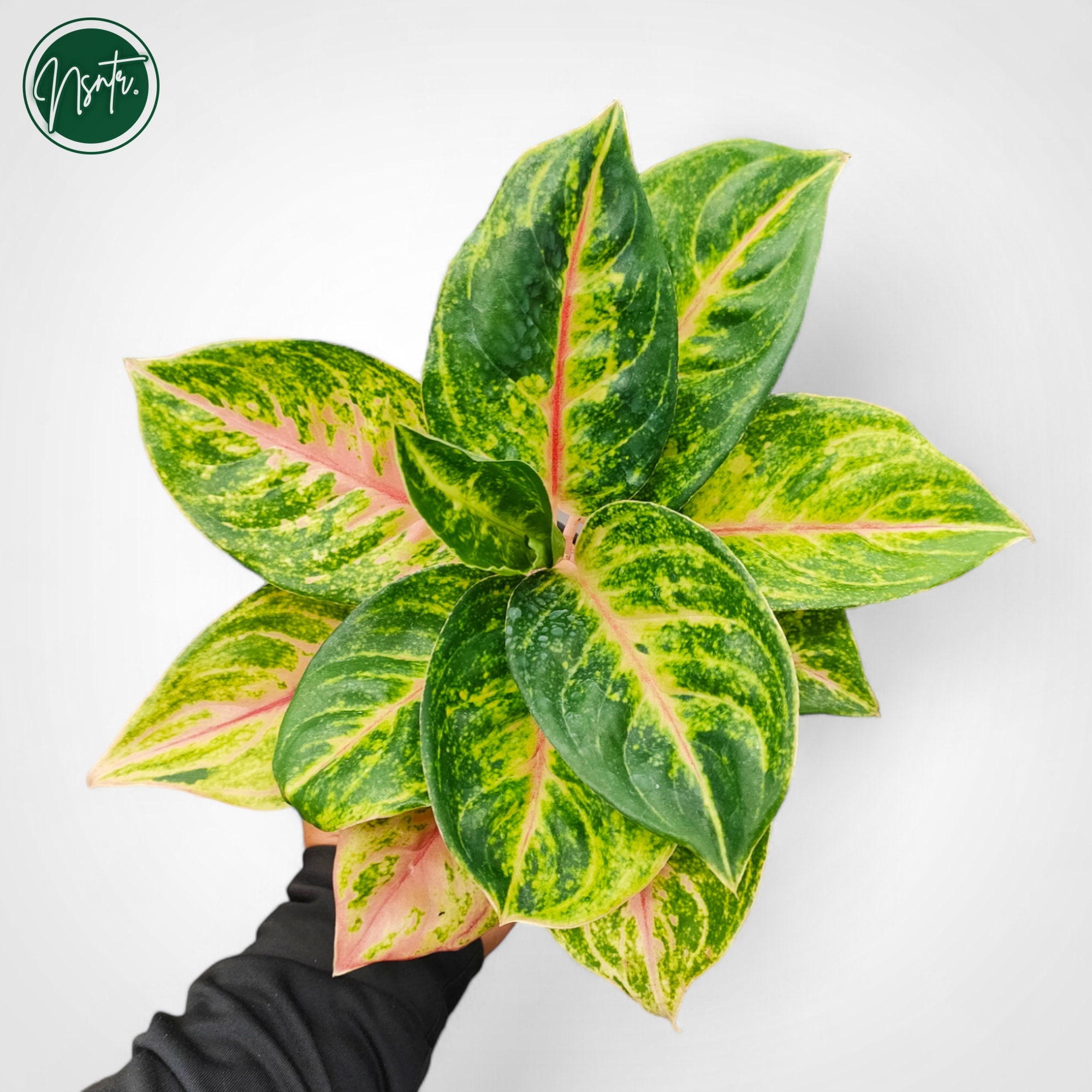 Aglaonema siam - Etsy 日本