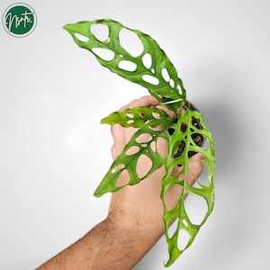Puede incluir: Una planta verde Monstera adansonii con grandes hojas perforadas. La planta está siendo sostenida en la mano de una persona.