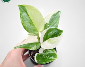 Scindapsus Treubii Monnlight Variegated Rare Uniqe Plant