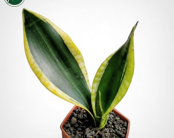 Sansevieria Serii Black Gold Rare Uniqe Snake Plant