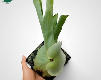 Platycerium Grande Rare Uniqe Ornamental Plant
