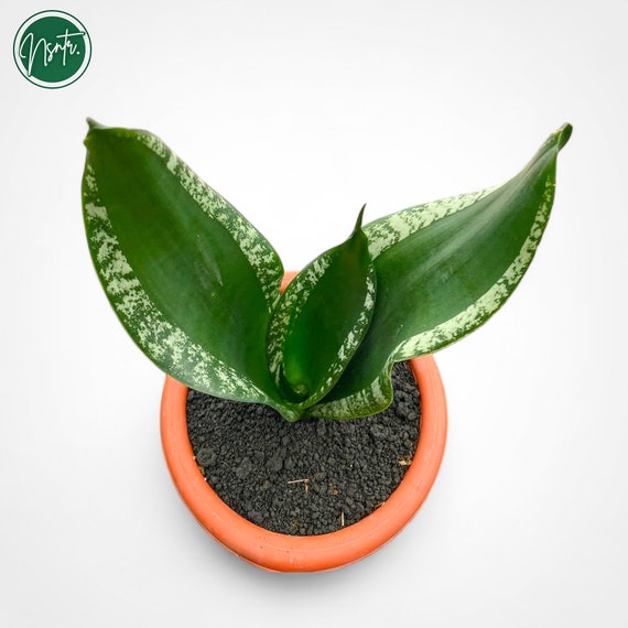 samurai sansevieria 4in Sansevieria Samurai