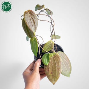 Hoya Latifolia Red Leaves Rare Uniqe Jungle Plant