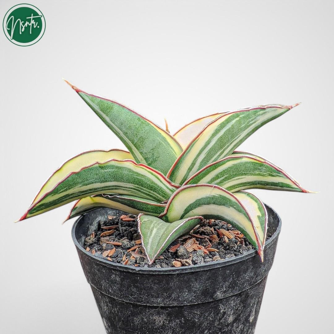 Sansevieria \"Margarita' Variegated 極上親株 Sansevieria Margarita´ Variegated 極上親株 【公式通販】