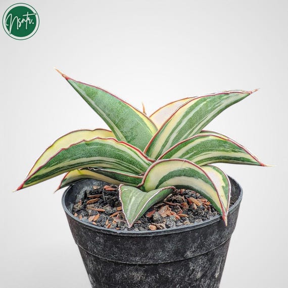 Sansevieria 