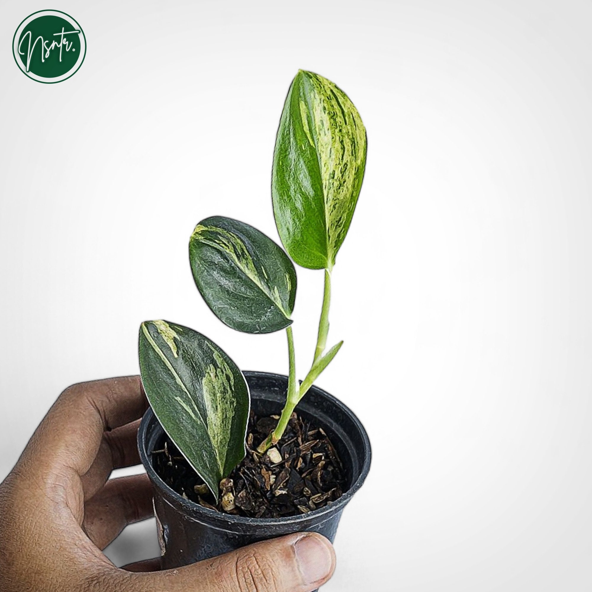 Scindapsus dark form - Etsy 日本