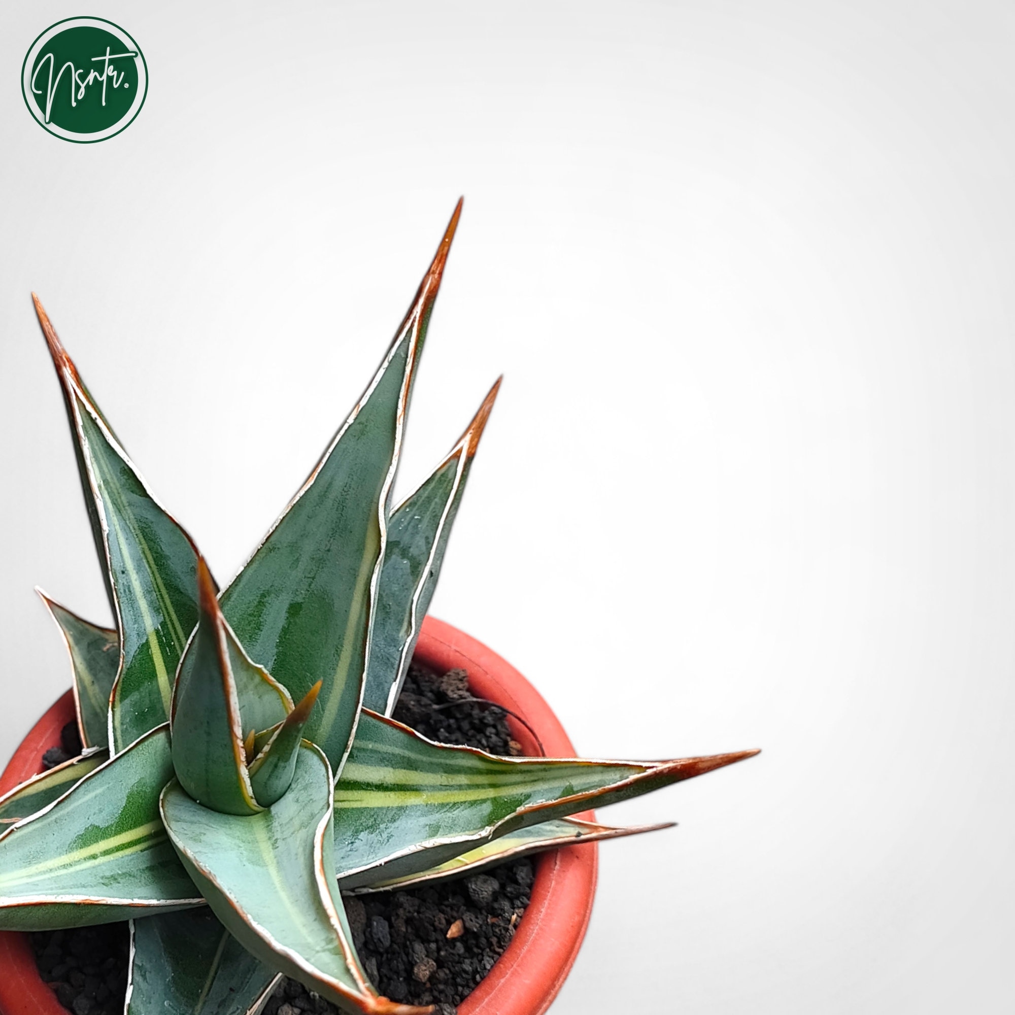 専用　Sansevieria pinguicula Longifoli Dracaena pinguicula - Wikipedia