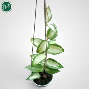 Hoya Panglay West Java Inner Variegated Rare Uniqe Jungle Plant