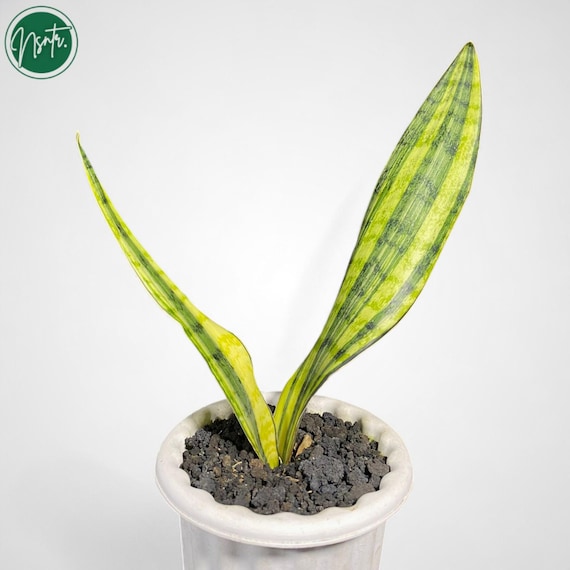 sansevieria moonshine Sansevieria Moonshine – Lichen or Knot Plant Company LLC main image 0
