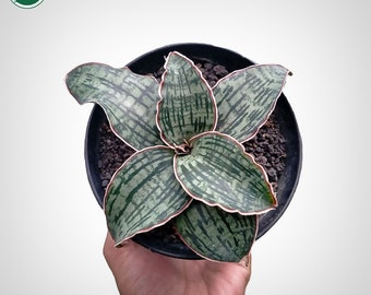 Sansevieria Cleopatra Rare Uniqe Snake Plant