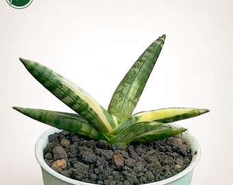 Sansevieria Sp Mecufi Mozambique Medium Size Rare Snake Plant - Etsy