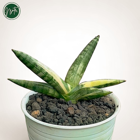 Sansevieria Boncel White Variegated Rare Uniqe Snake Plant - Etsy Israel