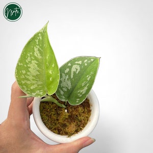 May include: A small potted plant with two large, variegated leaves. The leaves are green with white variegation. The plant is in a white pot with moss on the surface.