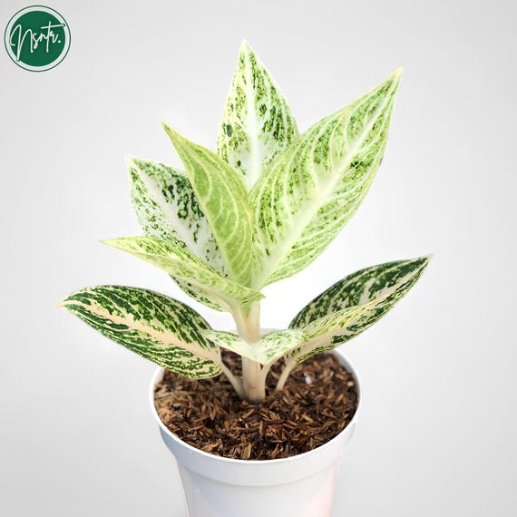 begonia variegata Saxifraga stolonifera variegata