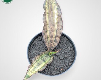 Sansevieria Kirkii Brown Variegated Rare Uniqe Snake Plant - Etsy